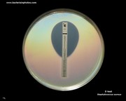 E-test